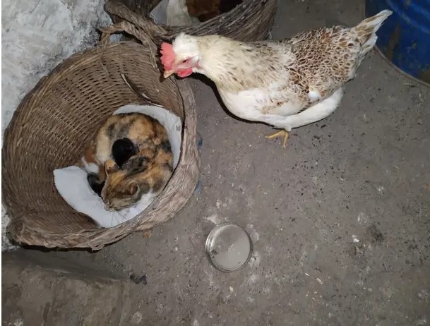 NEOBIČAN SUŽIVOT: Koka postala zamjenska majka mačićima