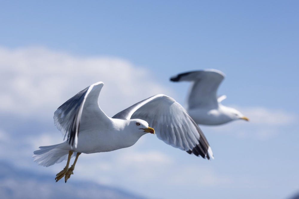 Izlet članova HPD ’Sokolovac’ Požega na Rab i Goli Otok