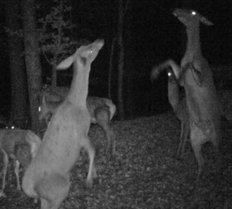 Ovako ’partijaju’ srne na Papuku