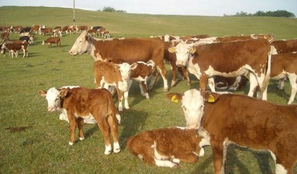 Stočari: Stoka je vrlo osjetljiva na pomicanje sata dvaput godišnje