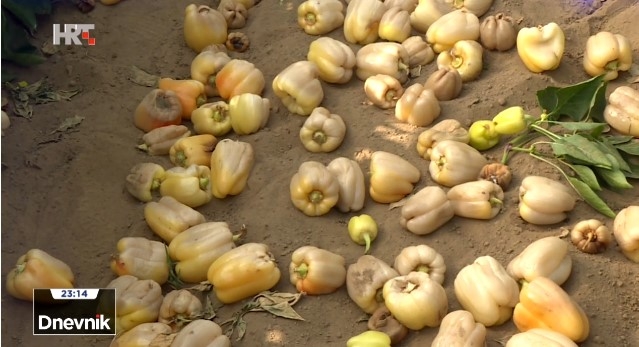 SAMO KOD NAS: Povrćari primorani tone povrća zaorati u zemlju