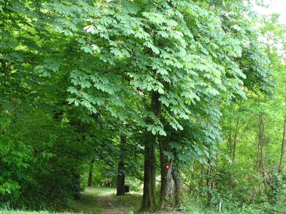 Malo o povijesti pakračkog ’zelenog mora’