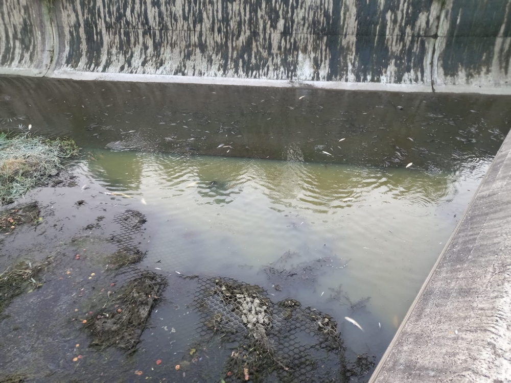 Užasni prizori u Pleternici: Pomor ribe u Orljavi 