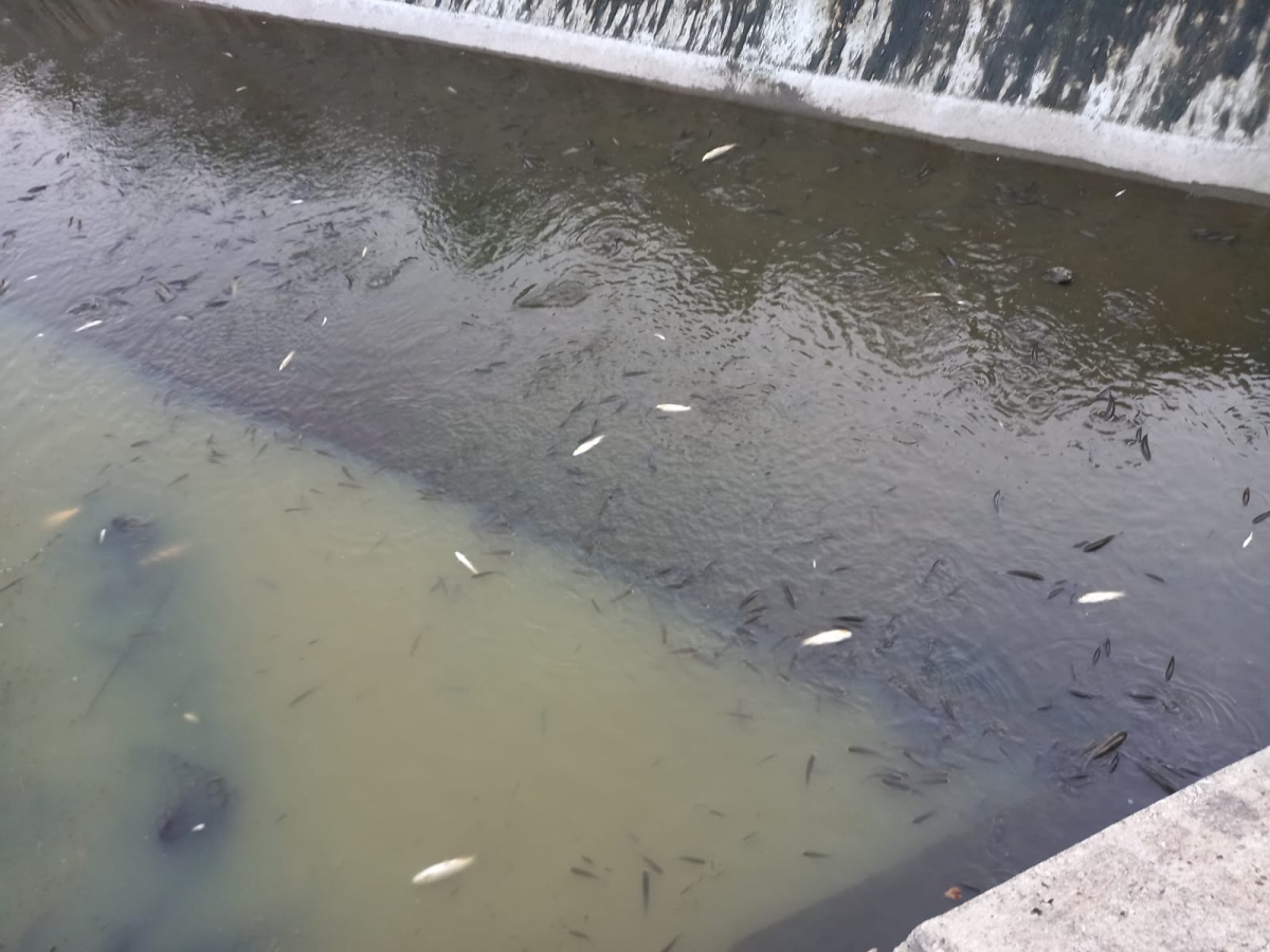 Užasni prizori u Pleternici: Pomor ribe u Orljavi 