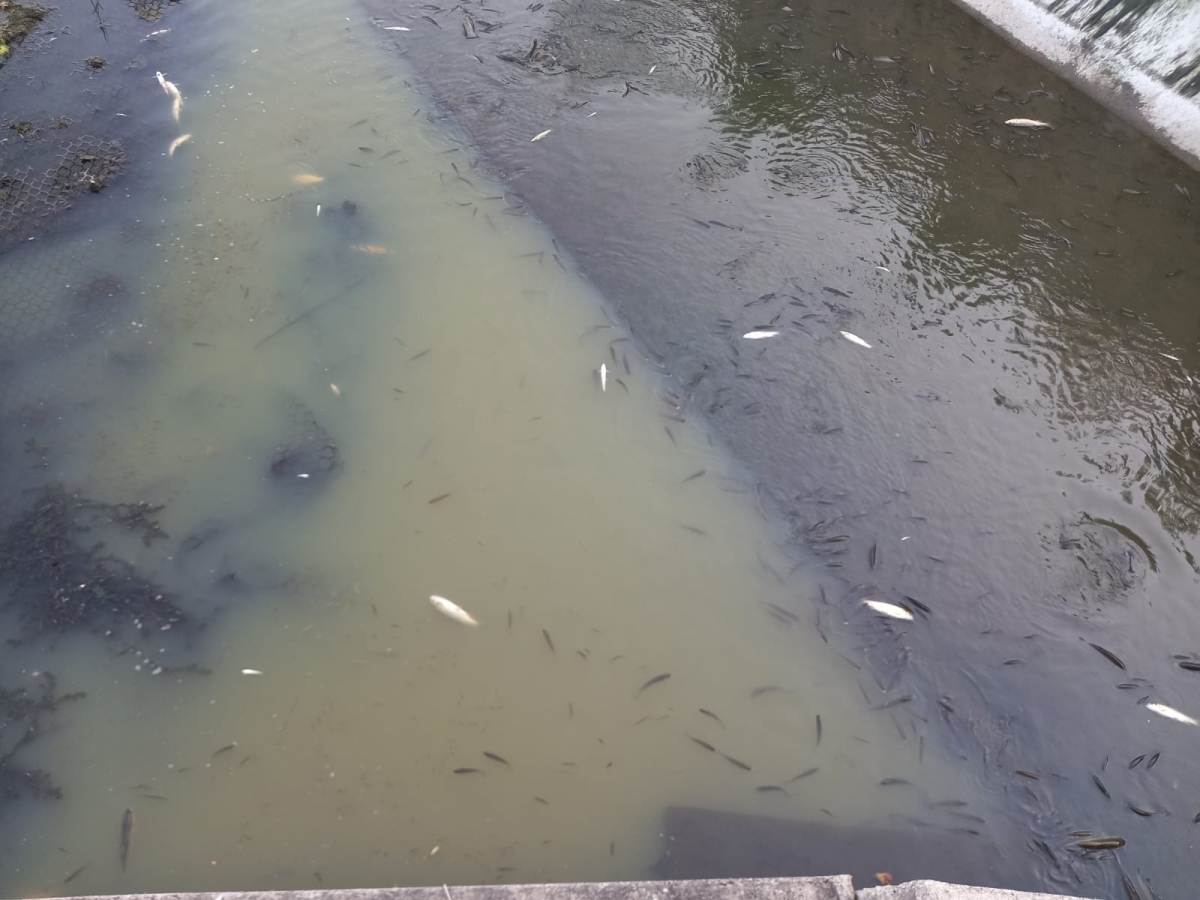 Užasni prizori u Pleternici: Pomor ribe u Orljavi 