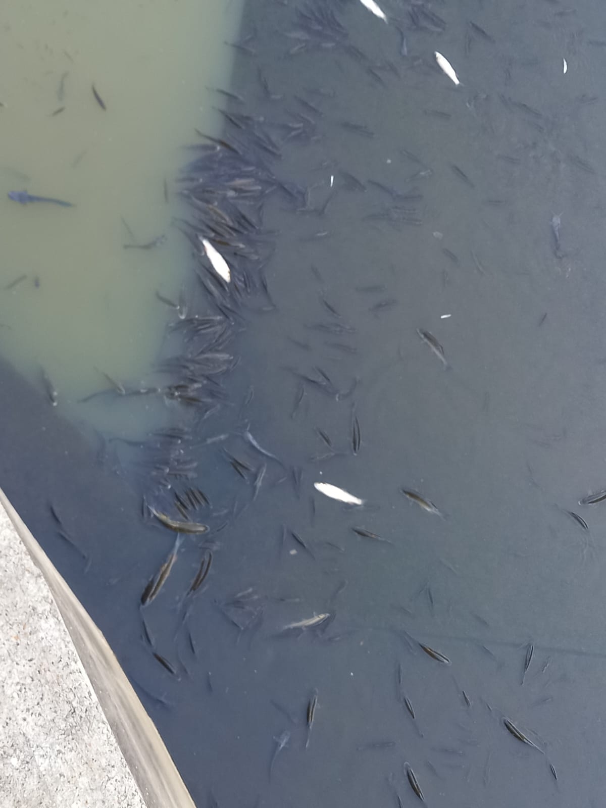 Užasni prizori u Pleternici: Pomor ribe u Orljavi 