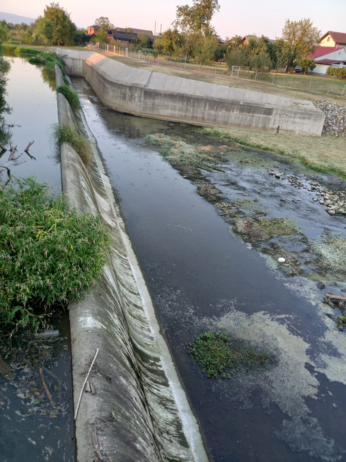 Užasni prizori u Pleternici: Pomor ribe u Orljavi 