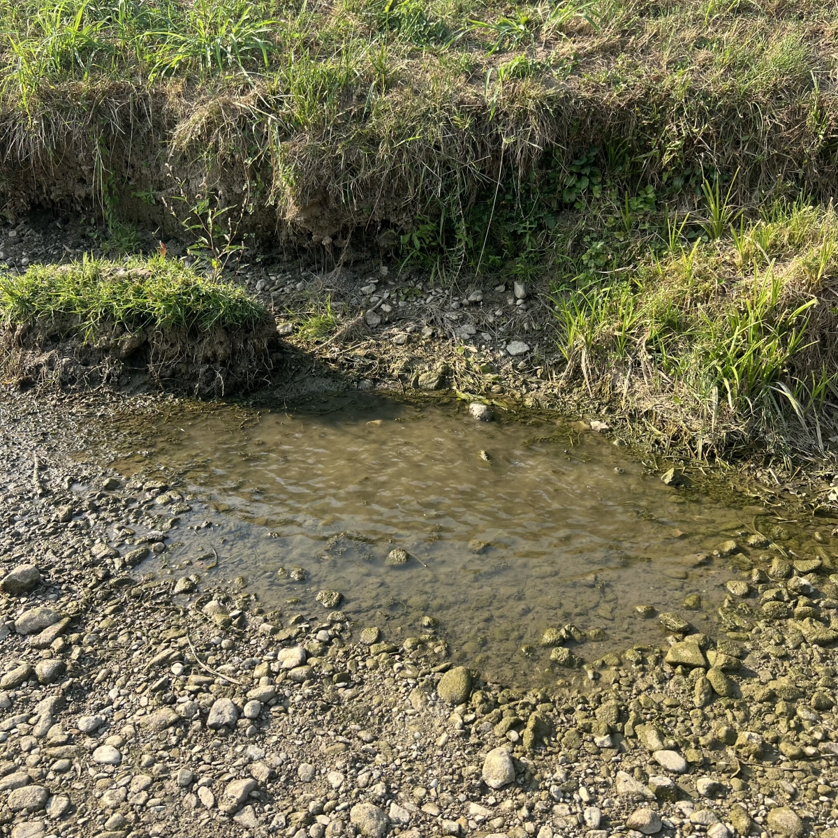 FOTO: Orljava presušila gotovo u potpunosti!