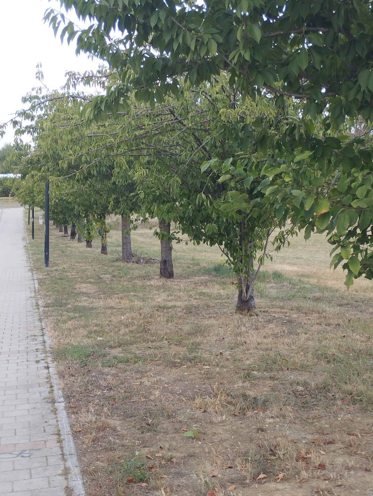 Priopćenje Dinka Zime, predsjednika GO SDP-a: ’Atletski stadion – još jedno lažno obećanje gradonačelnika Glavića’