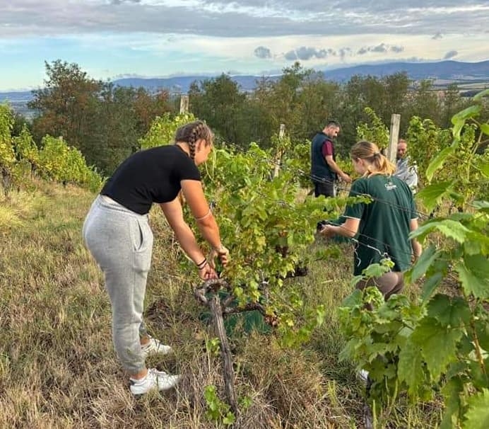 RCK PANONIKA: Početak nastavne godine obilježen berbom graševine