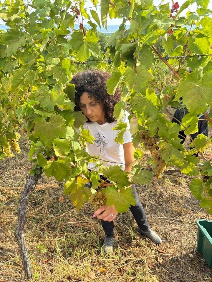 RCK PANONIKA: Početak nastavne godine obilježen berbom graševine