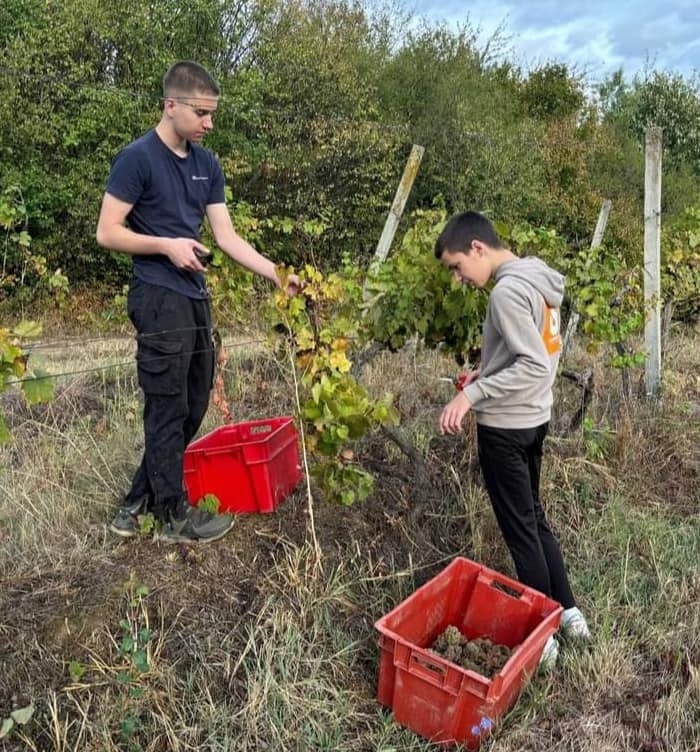 RCK PANONIKA: Početak nastavne godine obilježen berbom graševine