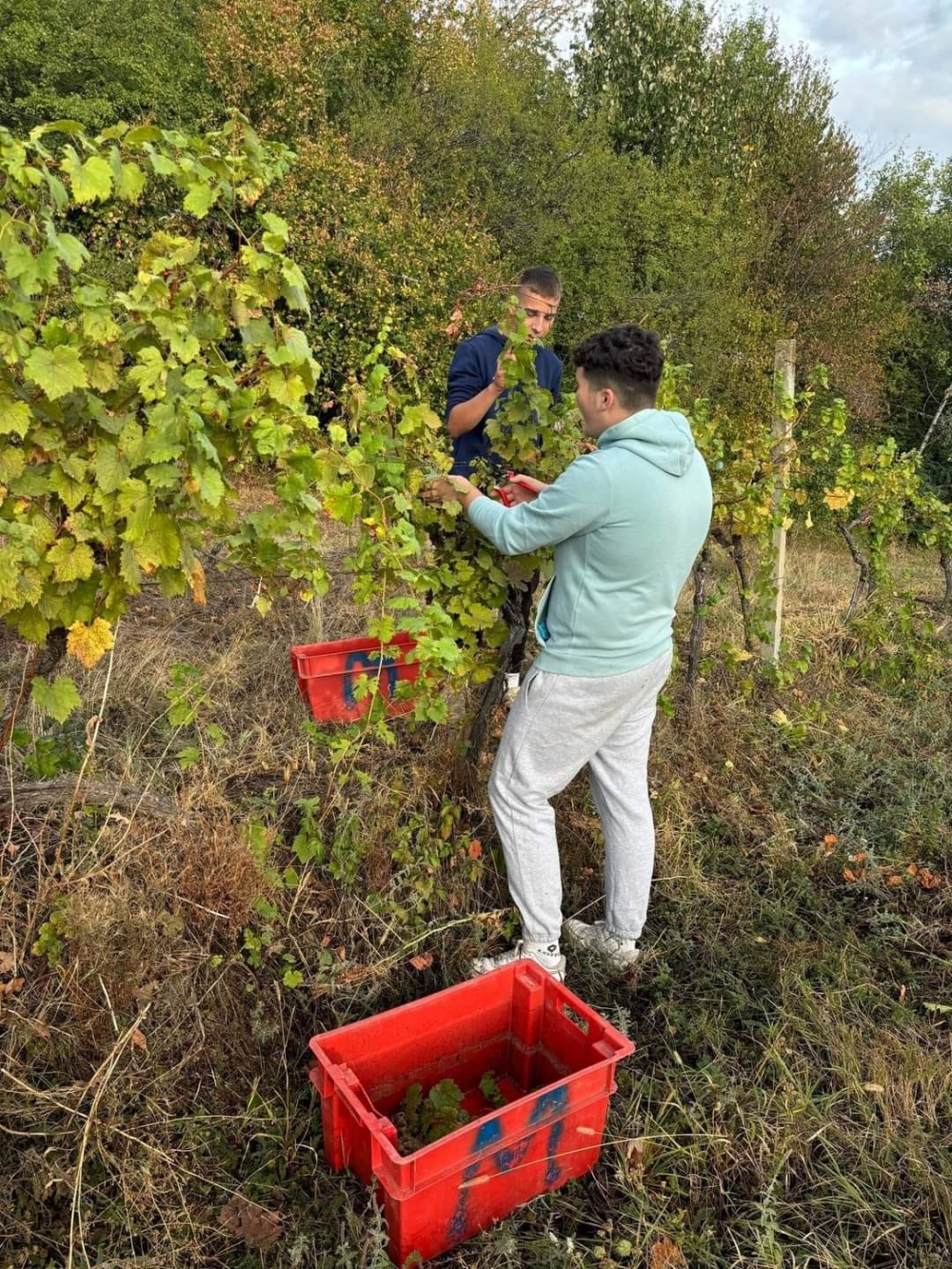 RCK PANONIKA: Početak nastavne godine obilježen berbom graševine
