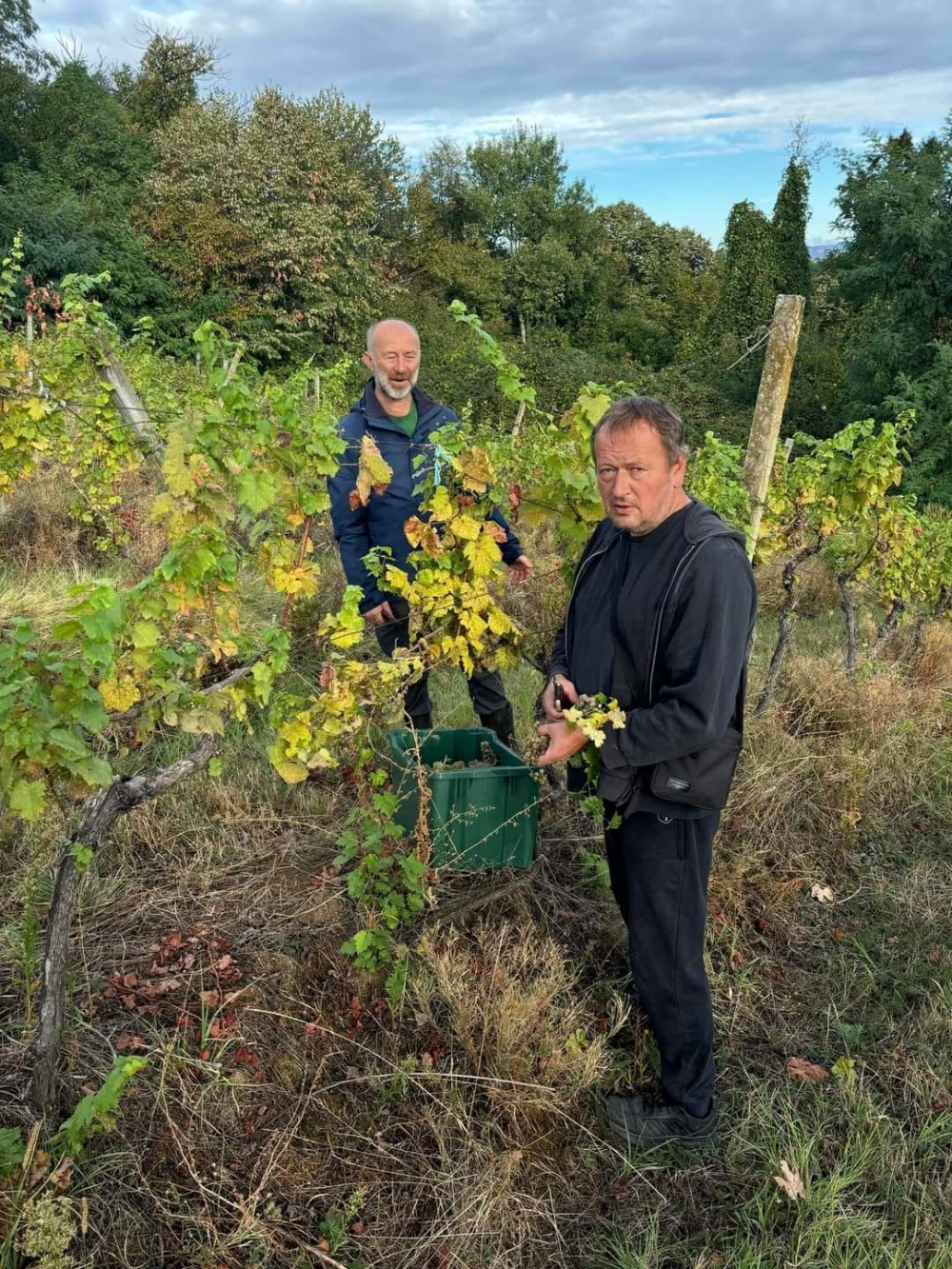 RCK PANONIKA: Početak nastavne godine obilježen berbom graševine