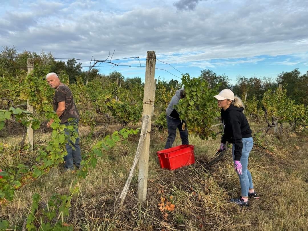 RCK PANONIKA: Početak nastavne godine obilježen berbom graševine