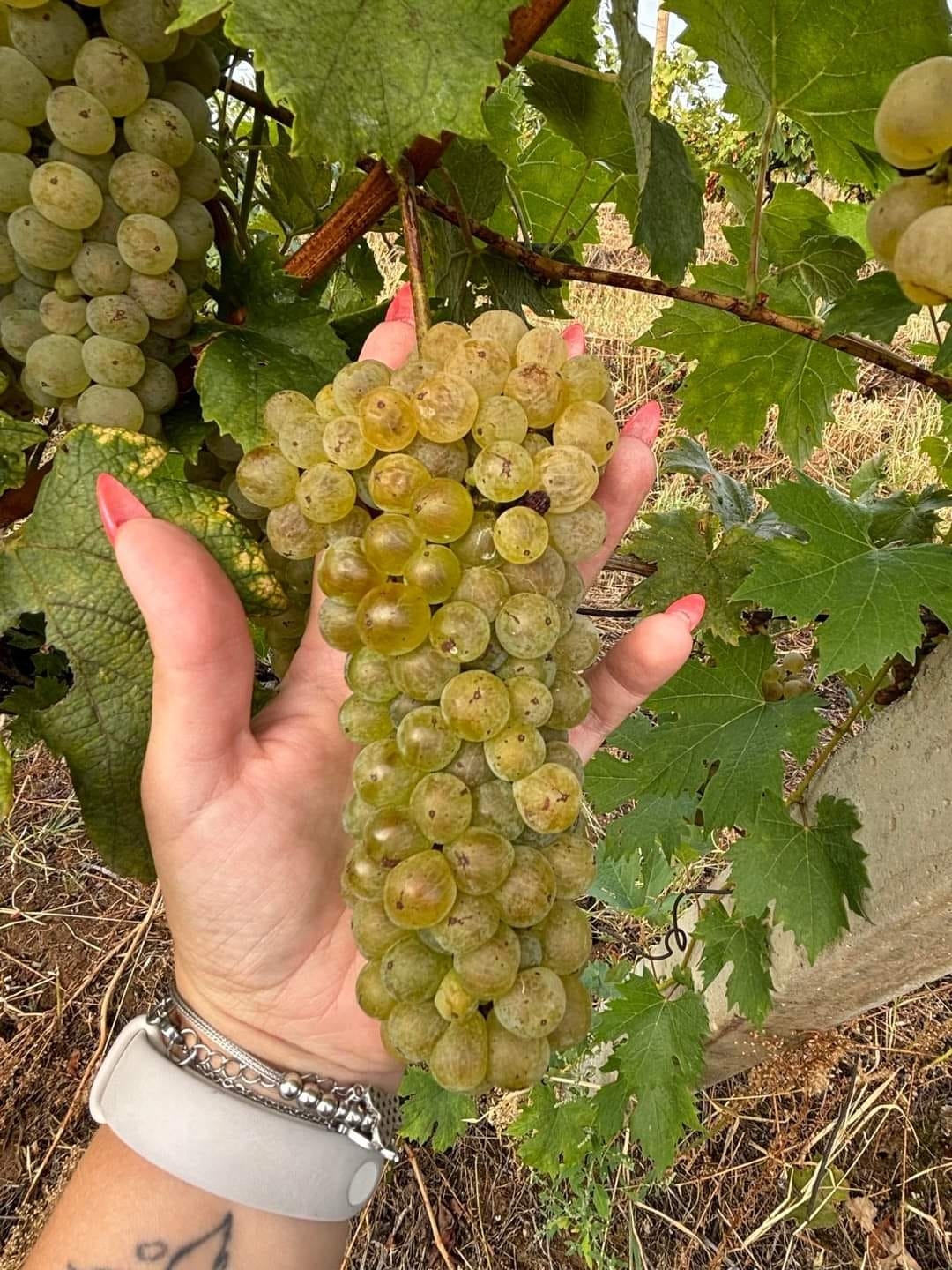 RCK PANONIKA: Početak nastavne godine obilježen berbom graševine