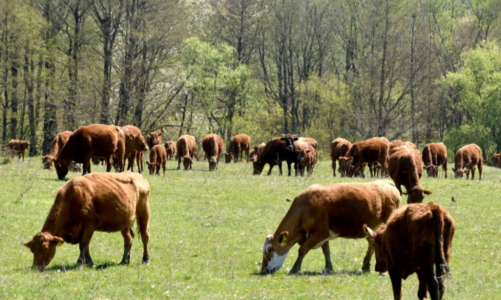 PIONIR HRVATSKOG VINARSTVA, IVAN ENJINGI:”Budućnost je u ekološkoj proizvodnji, samo tako možemo unaprijediti kvalitetu naših vina”