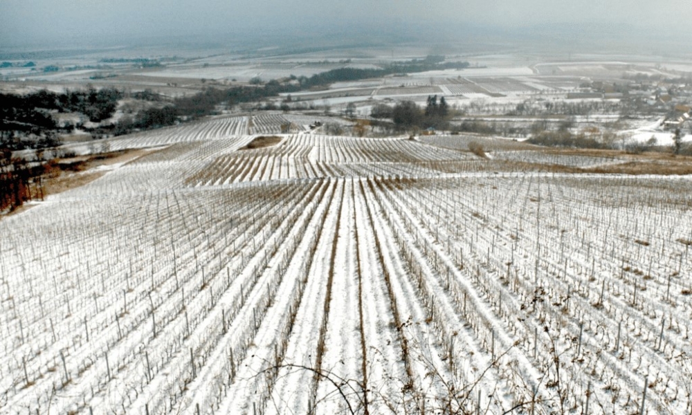 PIONIR HRVATSKOG VINARSTVA, IVAN ENJINGI:”Budućnost je u ekološkoj proizvodnji, samo tako možemo unaprijediti kvalitetu naših vina”
