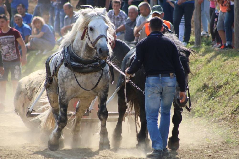 Prijatelji životinja ustrajni u zabrani štraparijada, prijavili su iduću najavljenu u našoj županiji