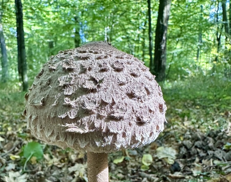 Idete u gljive? U šumama se pojavila nova vrsta, jestiva je 