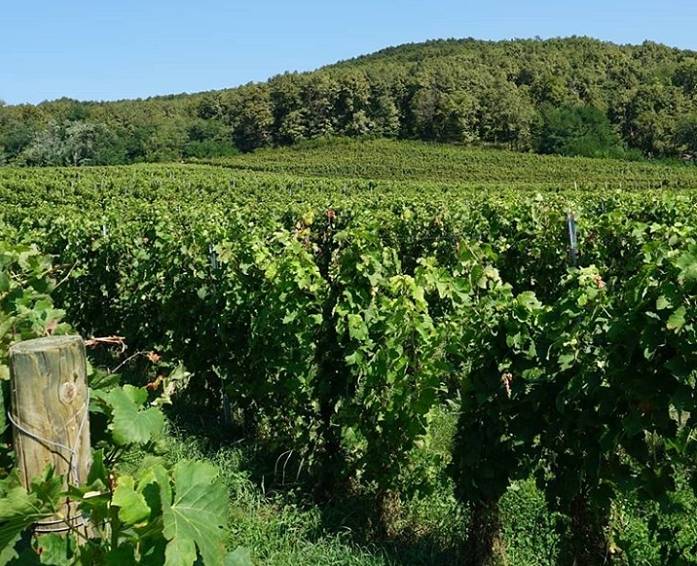 Pogled na papučke vinograde