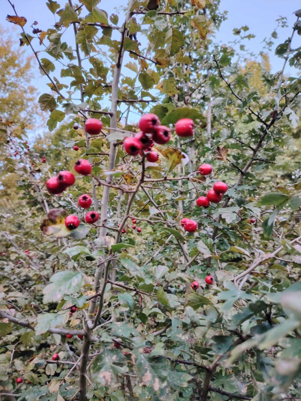 FOTO:  Članovi HPD ’Sokolovac’ Požega pohodili Festival kestena u Petrinji