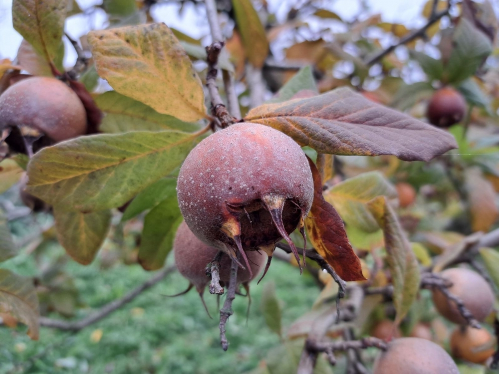 Mušmula, zaboravljeno voće koja vraća okus prošlih vremena