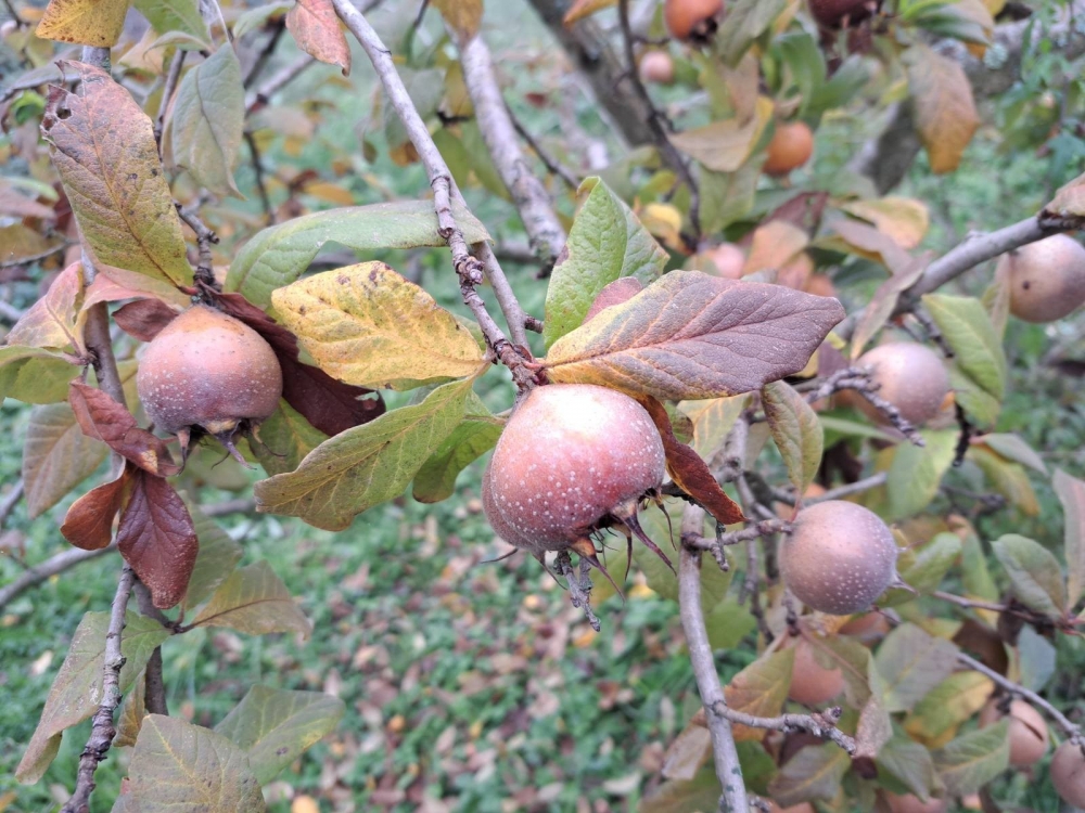 Mušmula, zaboravljeno voće koja vraća okus prošlih vremena