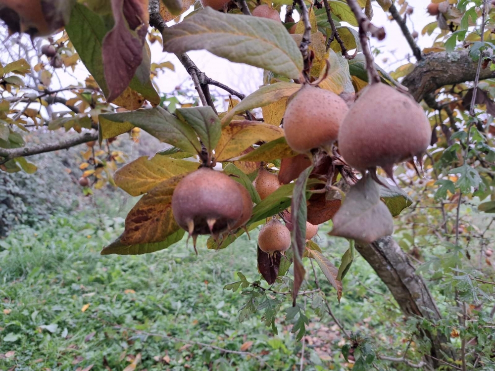 Mušmula, zaboravljeno voće koja vraća okus prošlih vremena