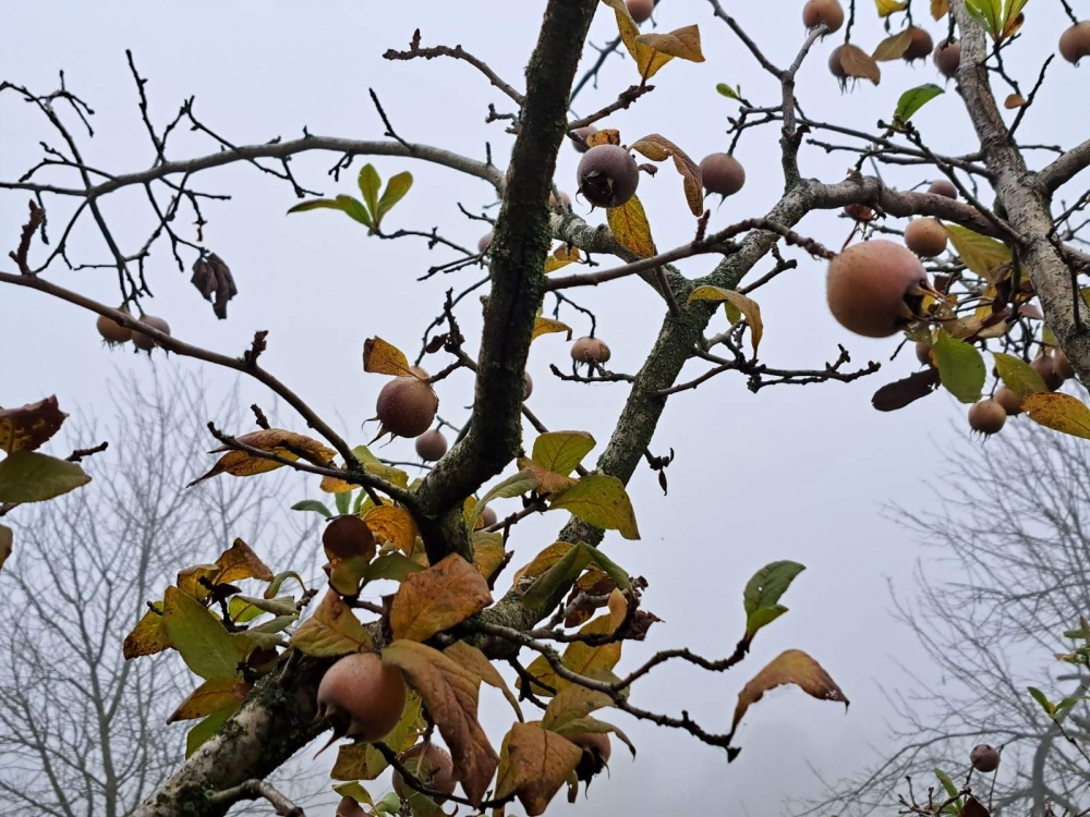 Mušmula, zaboravljeno voće koja vraća okus prošlih vremena