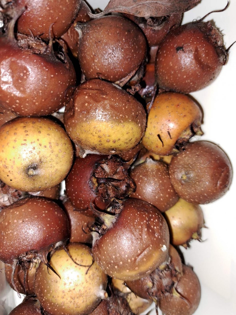 Mušmula, zaboravljeno voće koja vraća okus prošlih vremena