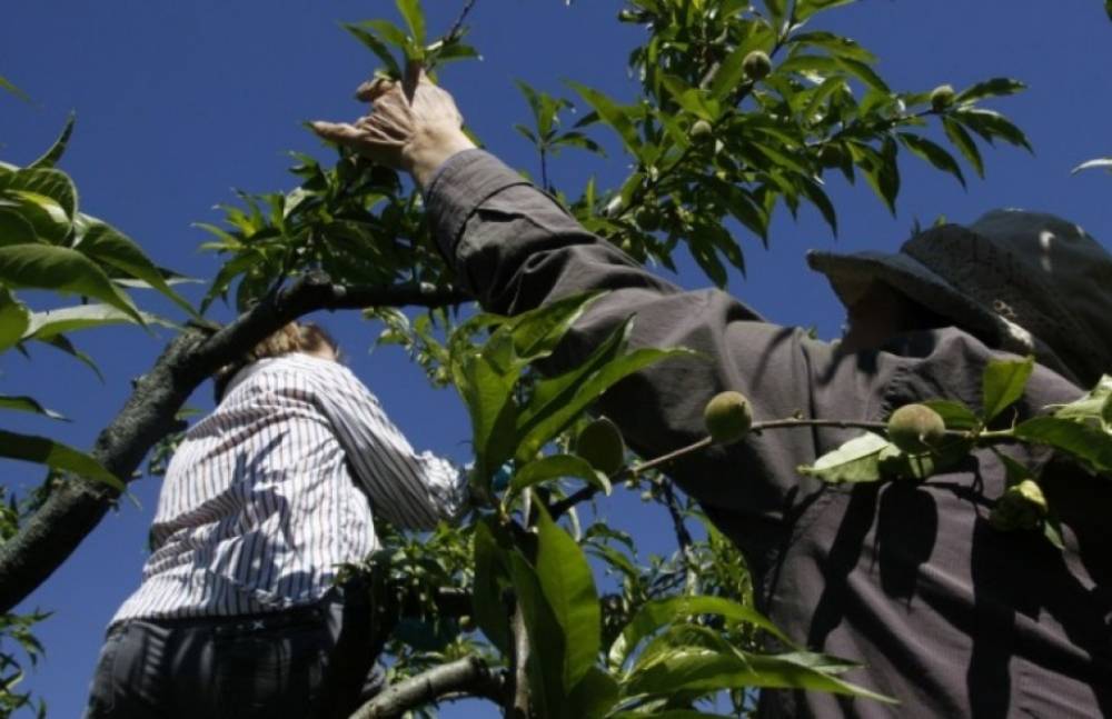 Obavijest voćarima da obave testiranje protiv uzorčnika biljnih bolesti