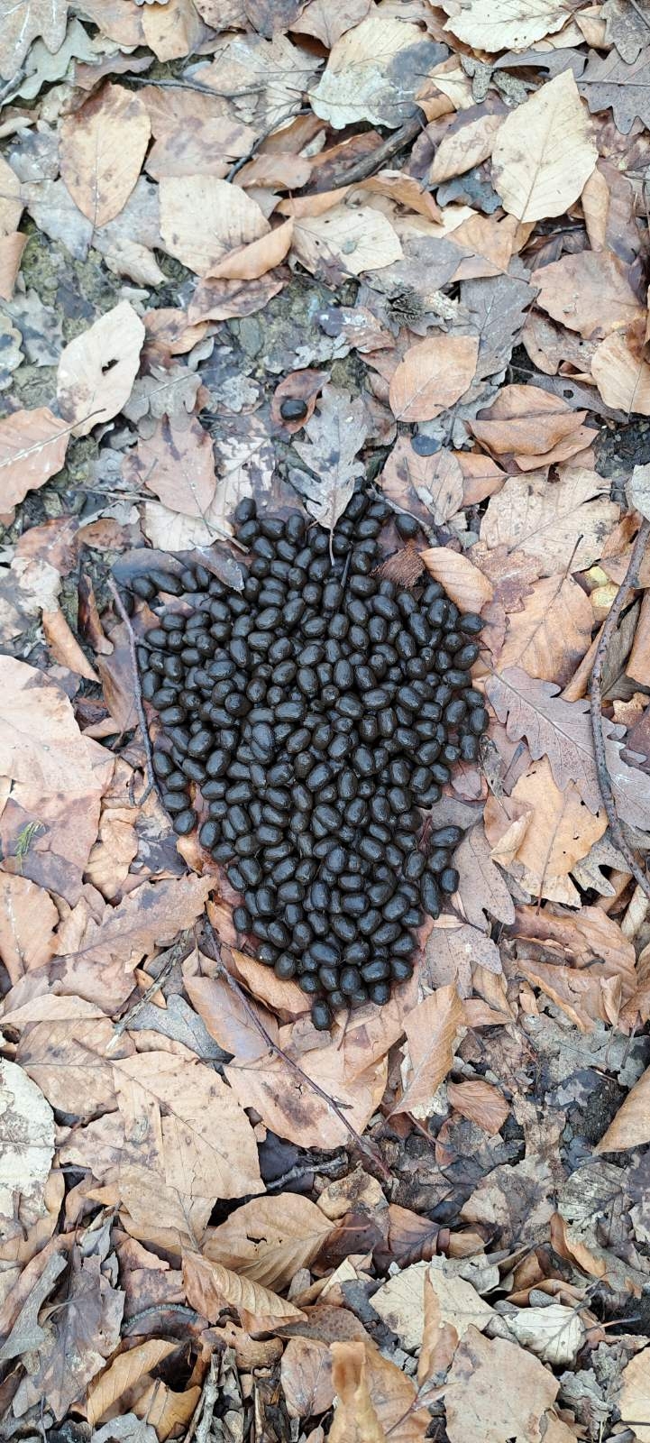 HPD Gojzerica ovog vikenda na Krndiji: Izlet za ’razbiti se’