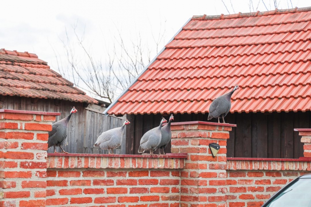 Turističko seljačko domaćinstvo Baka Ljuba: Otkrijte autentične okuse i tradiciju Slavonije
