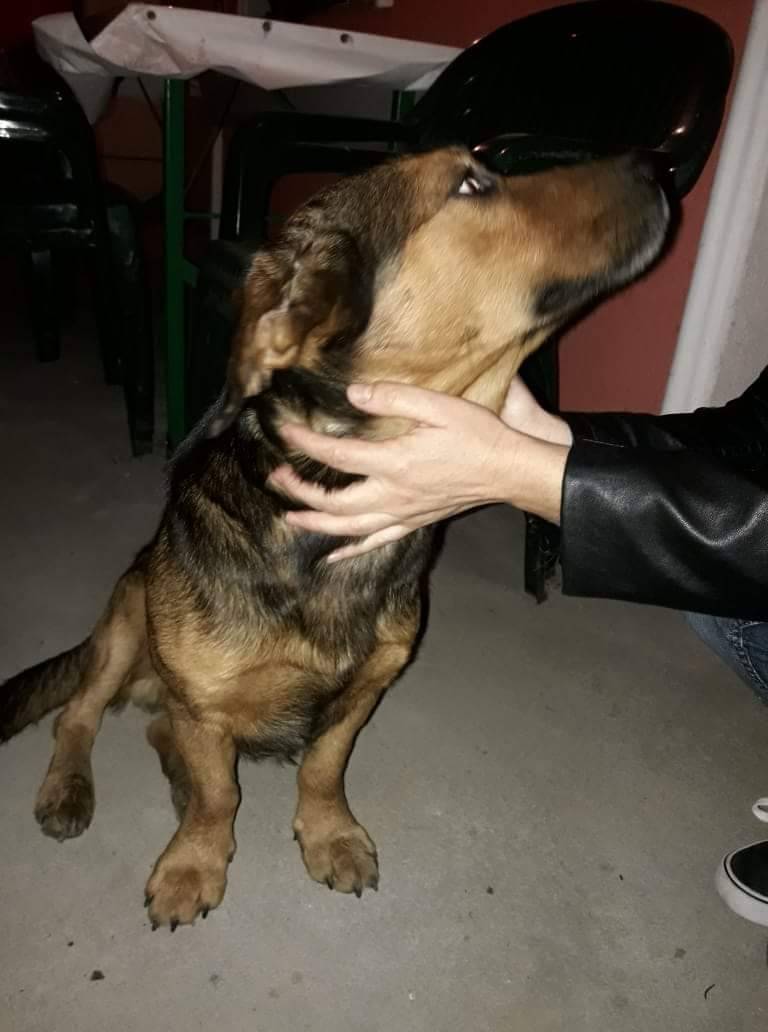 Pronađen pas, traži se vlasnik