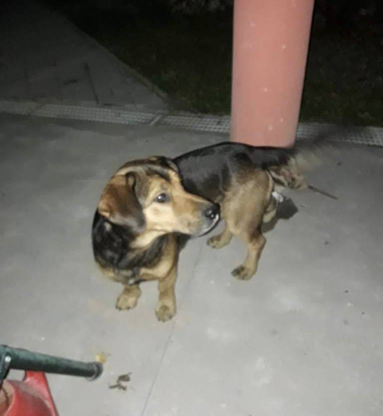 Pronađen pas, traži se vlasnik