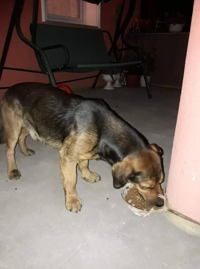 Pronađen pas, traži se vlasnik