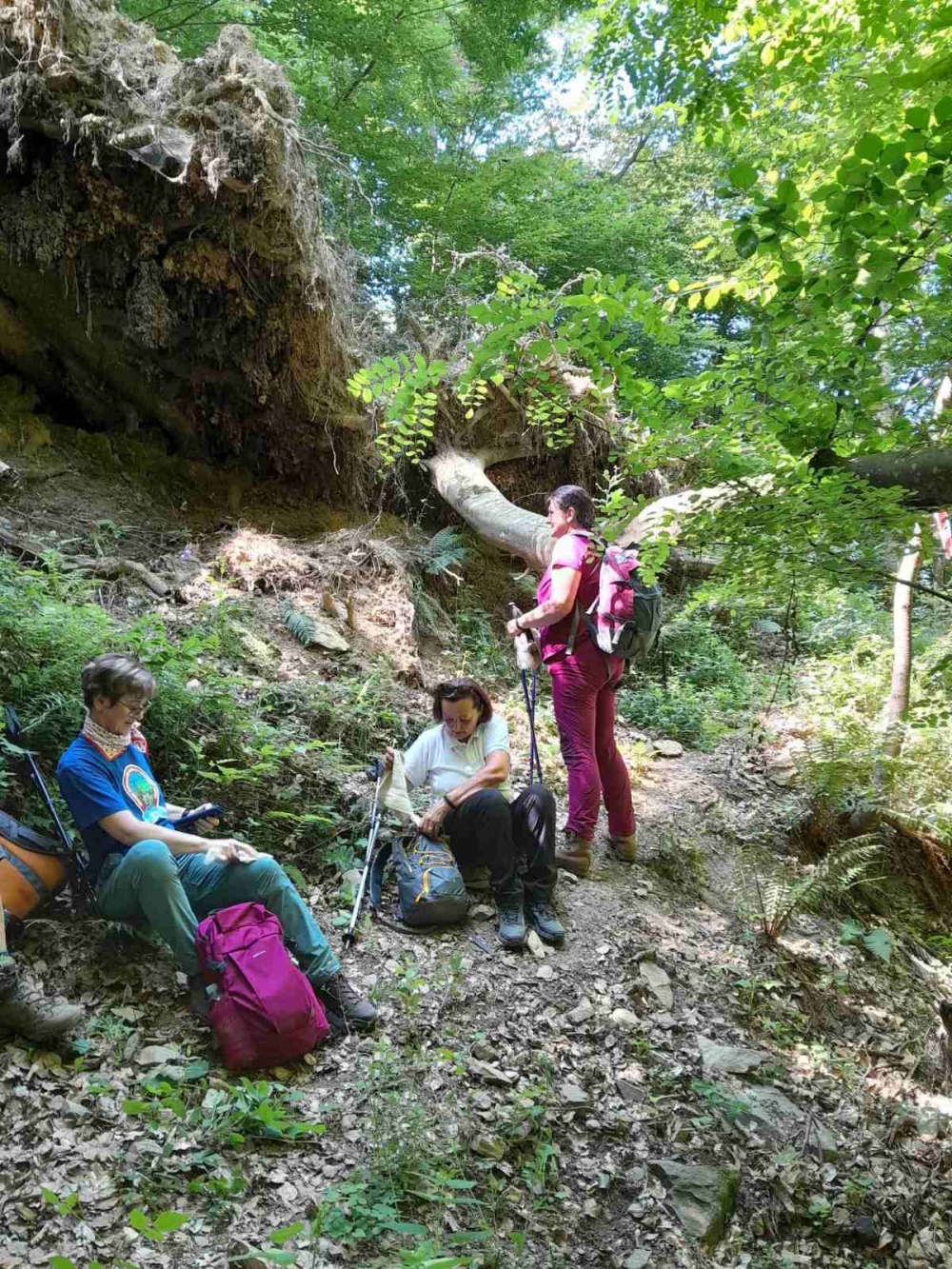 S prirodom u srcu: HPD „Sokolovac“ Požega na nezaboravnom pohodu kroz lipičke staze