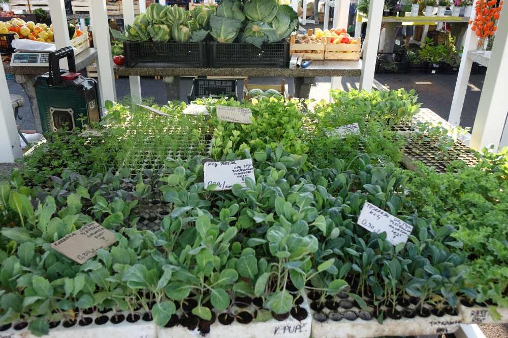 Ponuda s tržnice, 24.07.2025