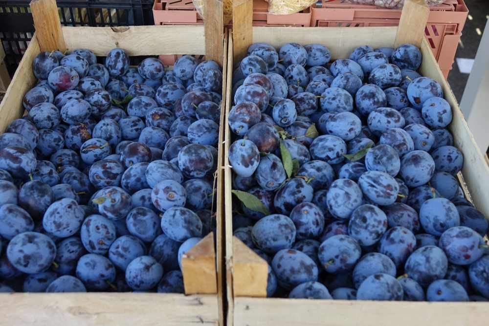 Ponuda s tržnice, 24.07.2025