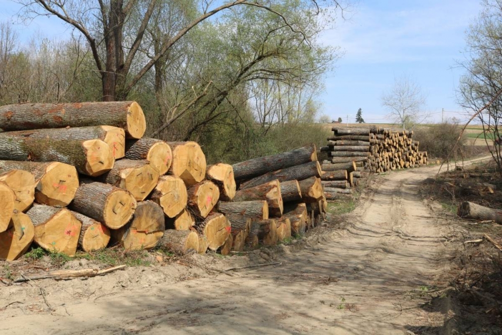 Nepoznati počinitelj posjekao i otuđio stabla