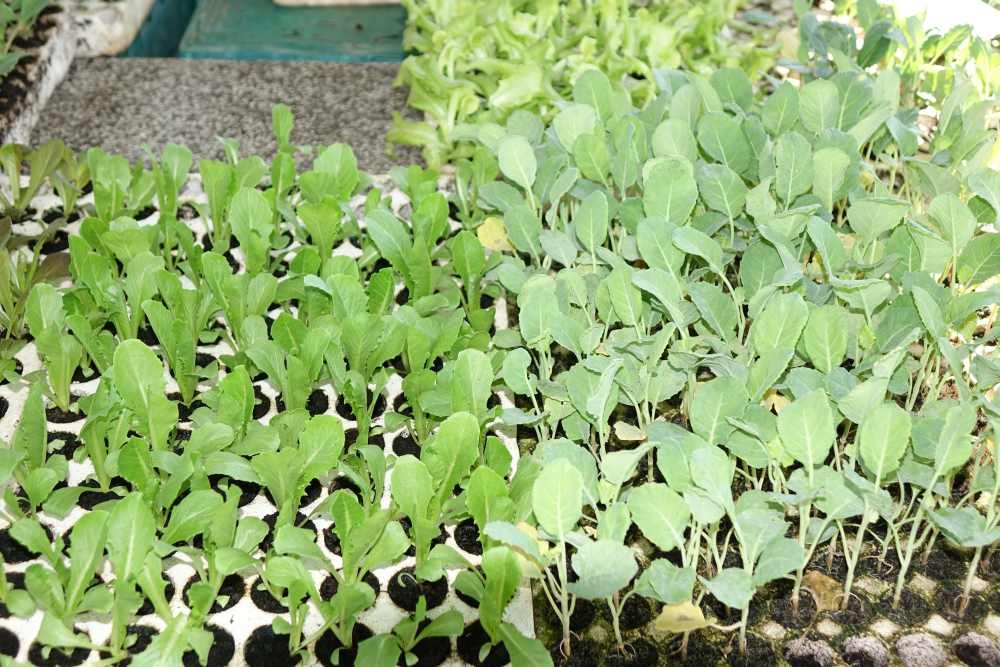 Ponuda požeške tržnice, 02.08.2025.