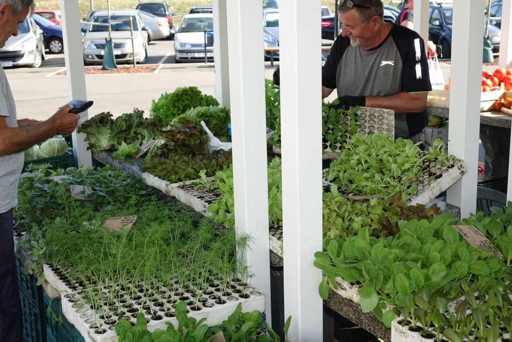 Ponuda požeške tržnice, 02.08.2025.