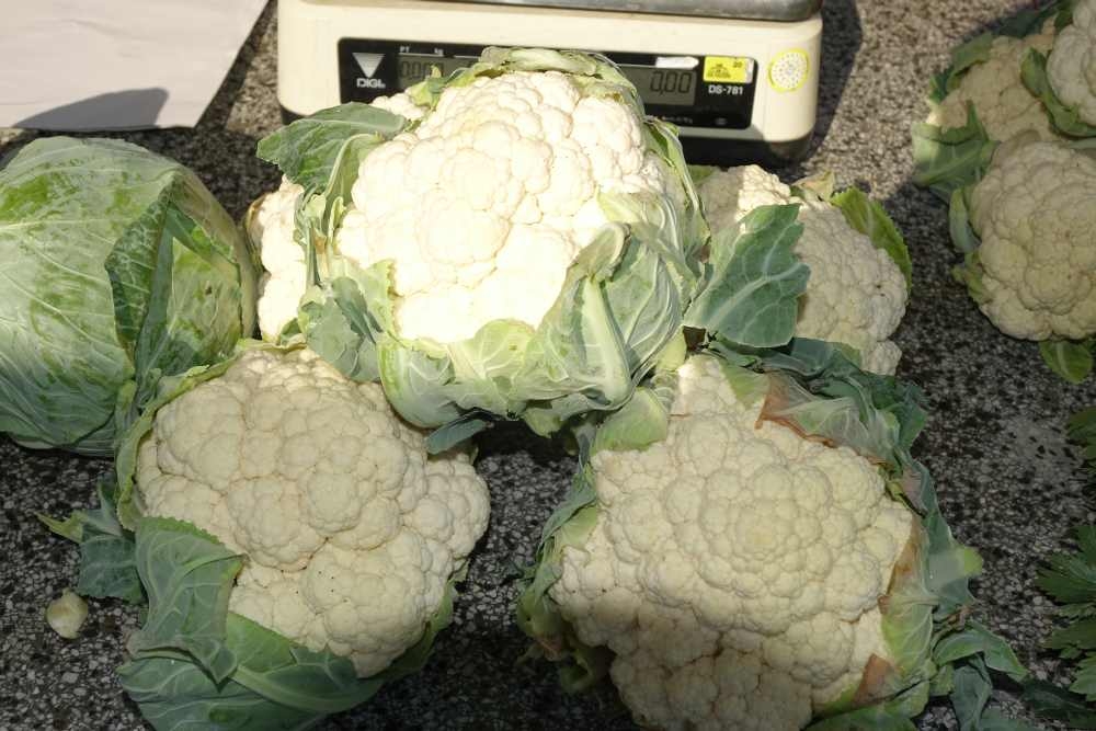 Ponuda požeške tržnice, 02.08.2025.