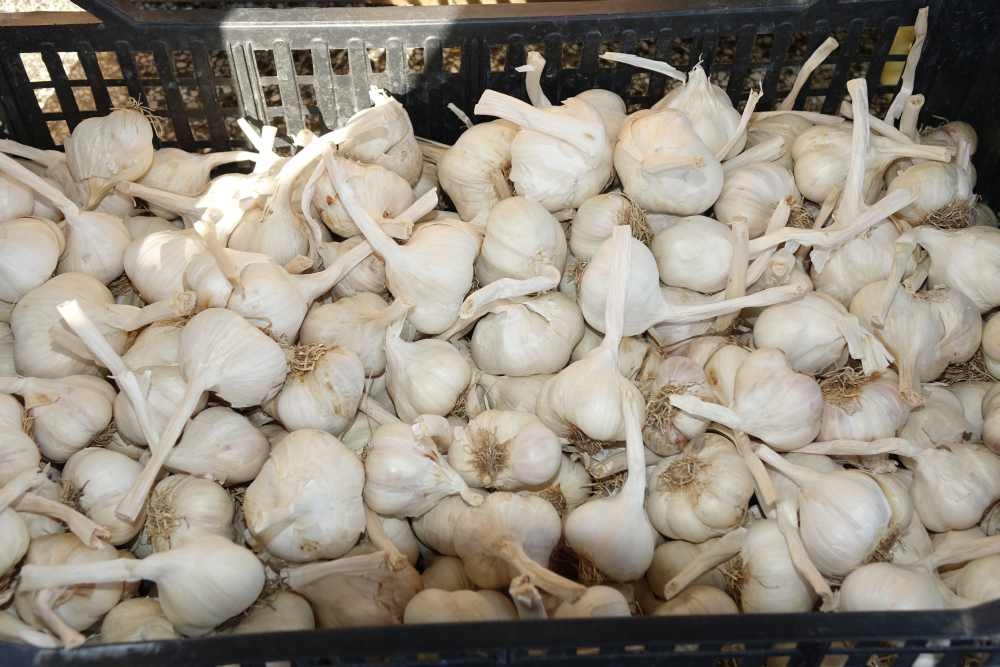 Ponuda požeške tržnice, 02.08.2025.