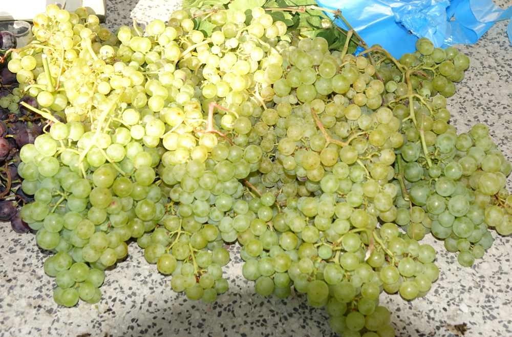 Ponuda požeške tržnice, 02.08.2025.