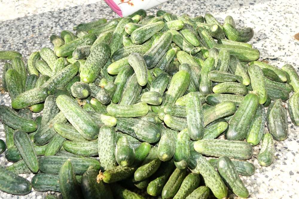 Ponuda požeške tržnice, 02.08.2025.