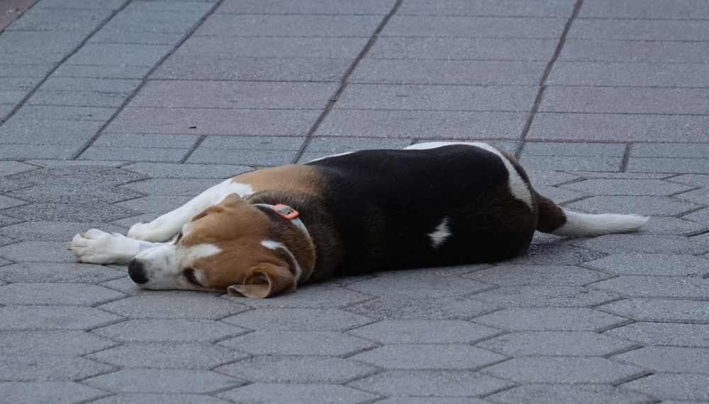 Šetnja gradom, 02. kolovoz, 2025.