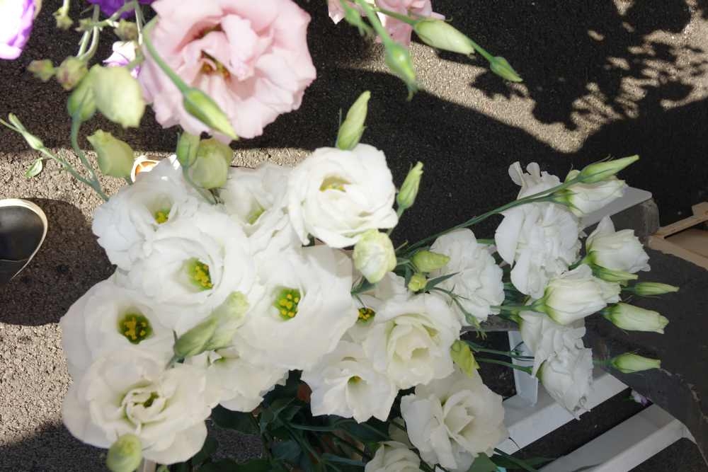 Ponuda požeške tržnice, 09. kolovoz, 2025.