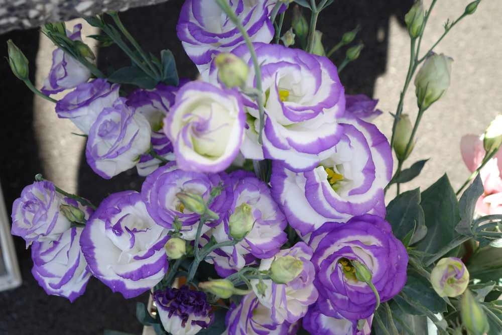 Ponuda požeške tržnice, 09. kolovoz, 2025.